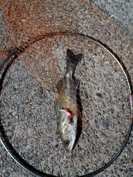 連日の釣果　シーバス２匹