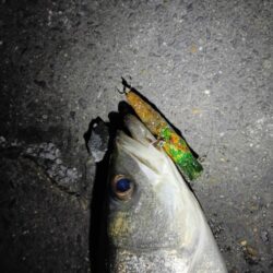 3日連続シーバスの釣果(^^)