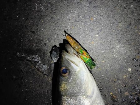 3日連続シーバスの釣果(^^)