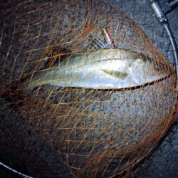 4日連続シーバスの釣果(^O^)