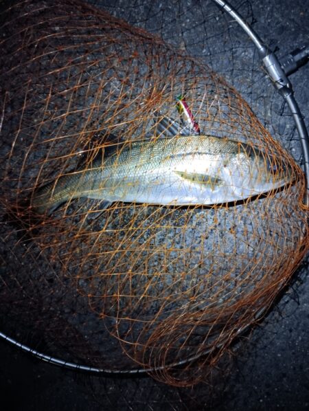 4日連続シーバスの釣果(^O^)