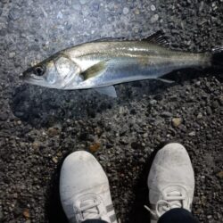 5日連続シーバスの釣果(^^)v