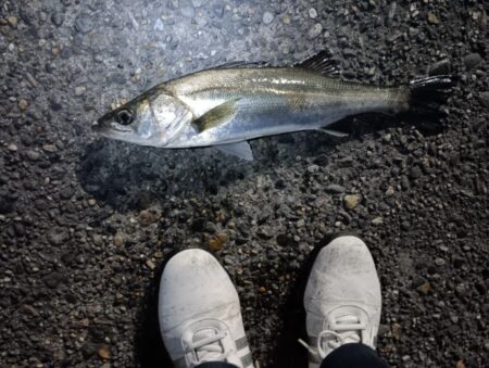 5日連続シーバスの釣果(^^)v