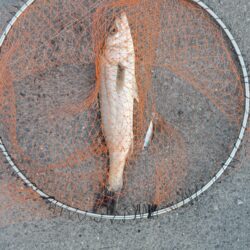 シーバス5匹(43cm〜55cm)