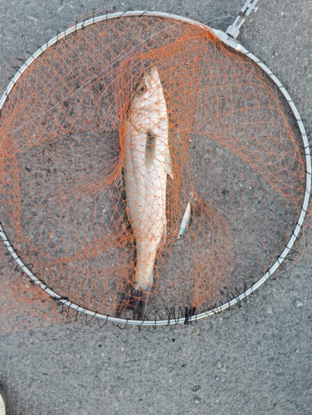 シーバス5匹(43cm〜55cm)