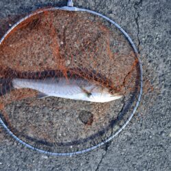 シーバス3匹（45cm〜50cm）