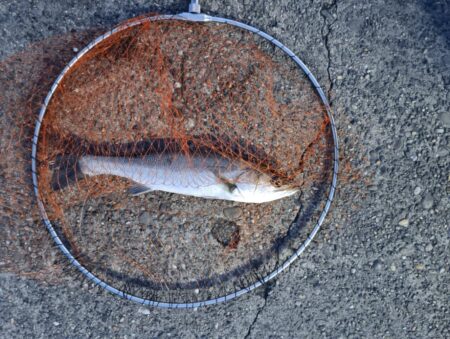 シーバス3匹（45cm〜50cm）