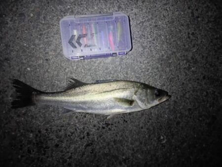 シーバス2匹（42cmと45cm）