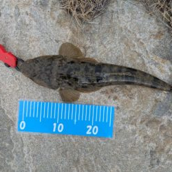 フラットフィッシュ