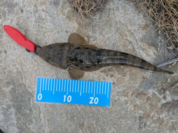 フラットフィッシュ