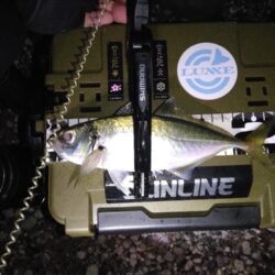 数年ぶりのリベンジへ。