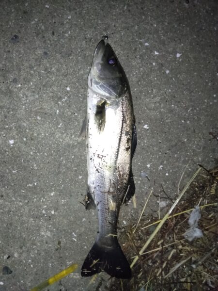 まだまだ厳しいですね。