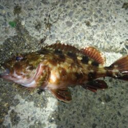 ボウズ覚悟でしたが、