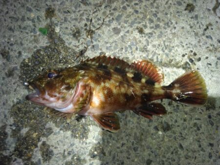 ボウズ覚悟でしたが、