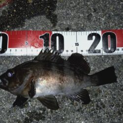 メバリング日和