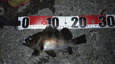 メバリング日和