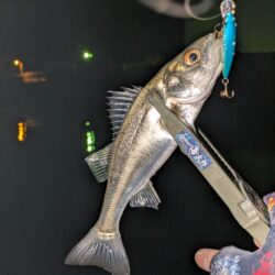 プラグシーバス