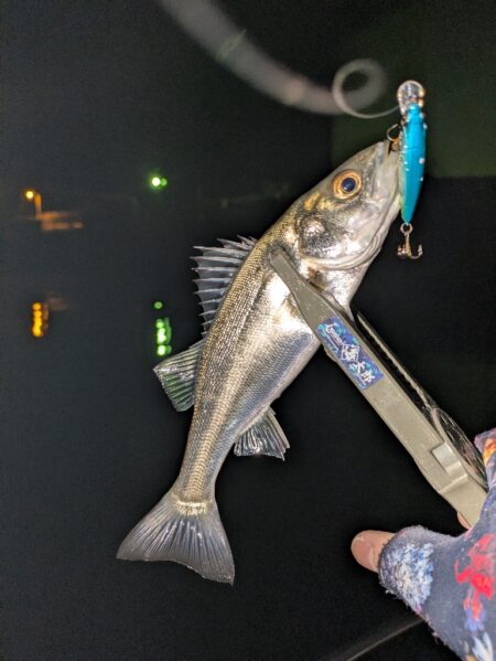 プラグシーバス