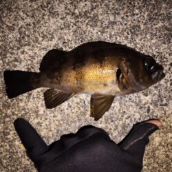 メバル　貴重な一匹！