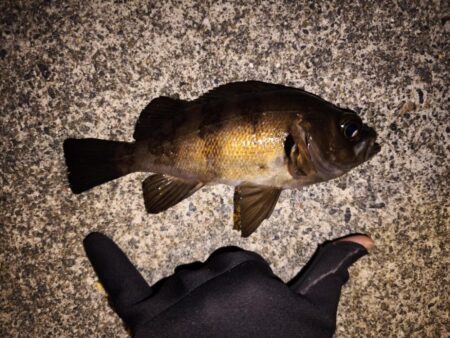 メバル　貴重な一匹！