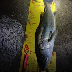 久しぶりのシーバス