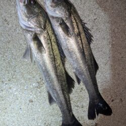 久しぶりの釣行