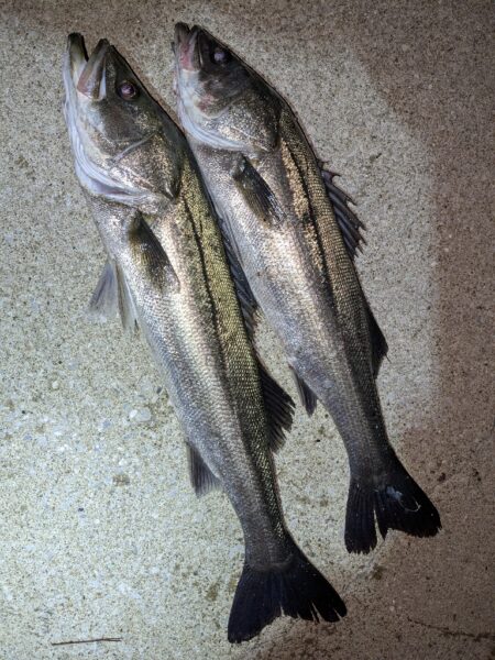 久しぶりの釣行