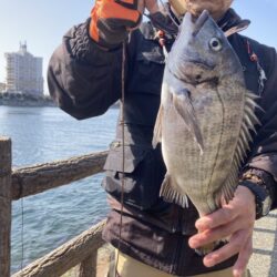 乗っ込みチヌ開幕‼【エビ撒き釣り】