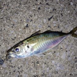 よく湧いてました