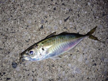 よく湧いてました