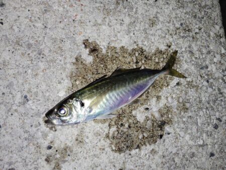 少数精鋭でした