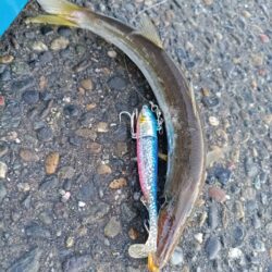 湾内漁港でカマス