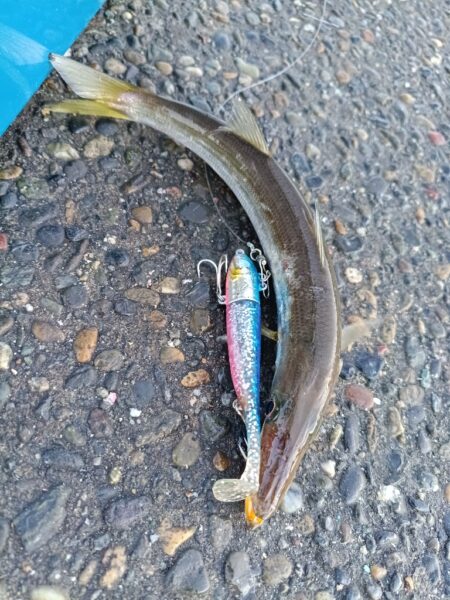 湾内漁港でカマス