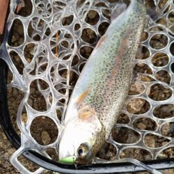 人生初の管理釣り場