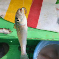 キス釣り☆荒川屋
