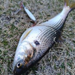 フィッシュイーター不在につき