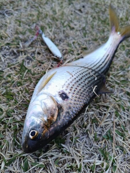 フィッシュイーター不在につき