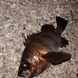 電気ウキ釣り 9