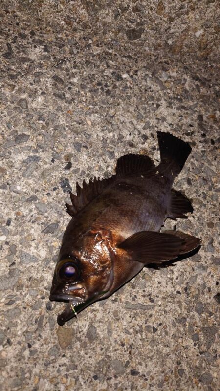 電気ウキ釣り 9