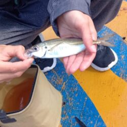 サビキ釣りでアジ