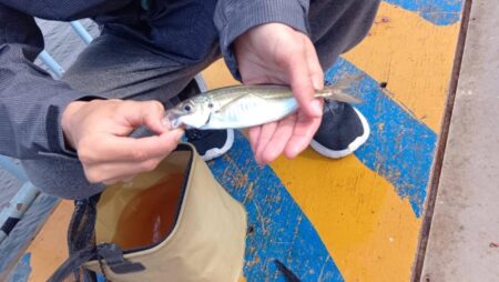 サビキ釣りでアジ