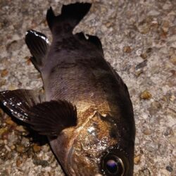 電気ウキ釣り 10