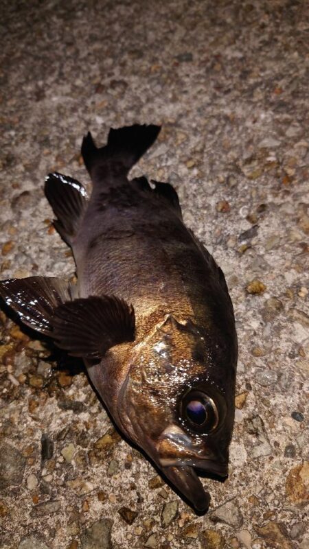 電気ウキ釣り 10