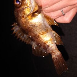 電気ウキ釣り 11