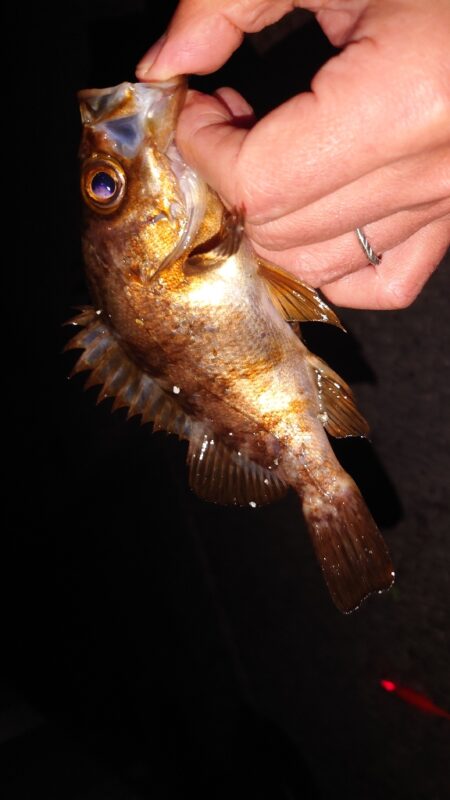 電気ウキ釣り 11