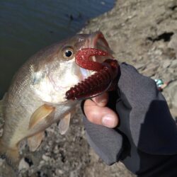 フリーリグで1本