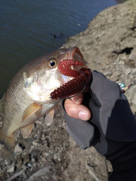 フリーリグで1本
