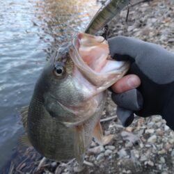 ジャークベイトで1匹