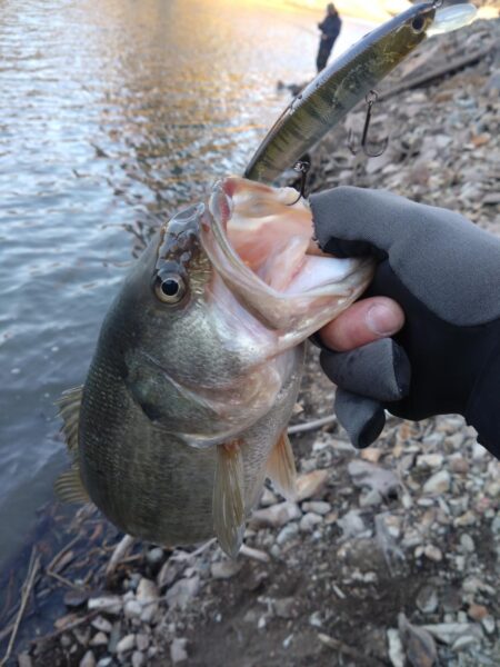 ジャークベイトで1匹