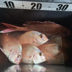 春の遠投カゴ釣り